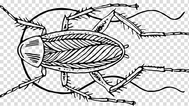 Insect The Cockroach Papers: A Compendium of History and Lore Science Blattodea, Popular Science transparent background PNG clipart