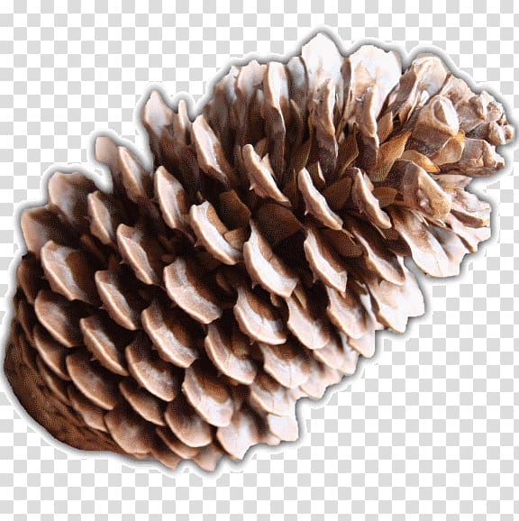 Pinus montezumae Pinus pseudostrobus Conifers Conifer cone Plant, pine cone transparent background PNG clipart