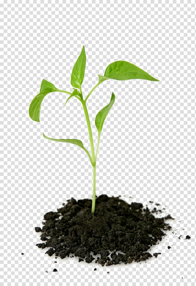 Portable Network Graphics Tree planting Leyland cypress Farm, tree transparent background PNG clipart