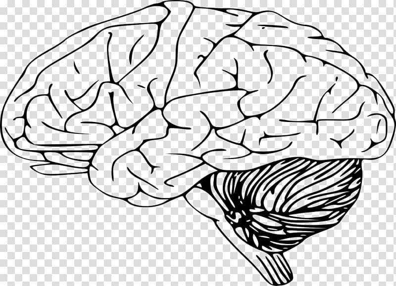 Outline of the human brain , Brain transparent background PNG clipart