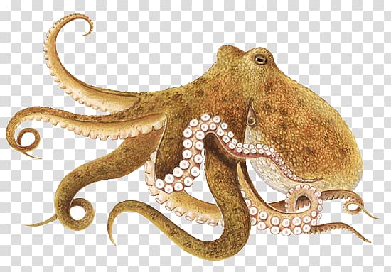 brown octopus, Octopus Brown transparent background PNG clipart