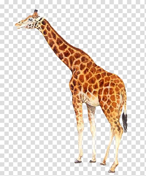 Northern giraffe , Real cute giraffe transparent background PNG clipart