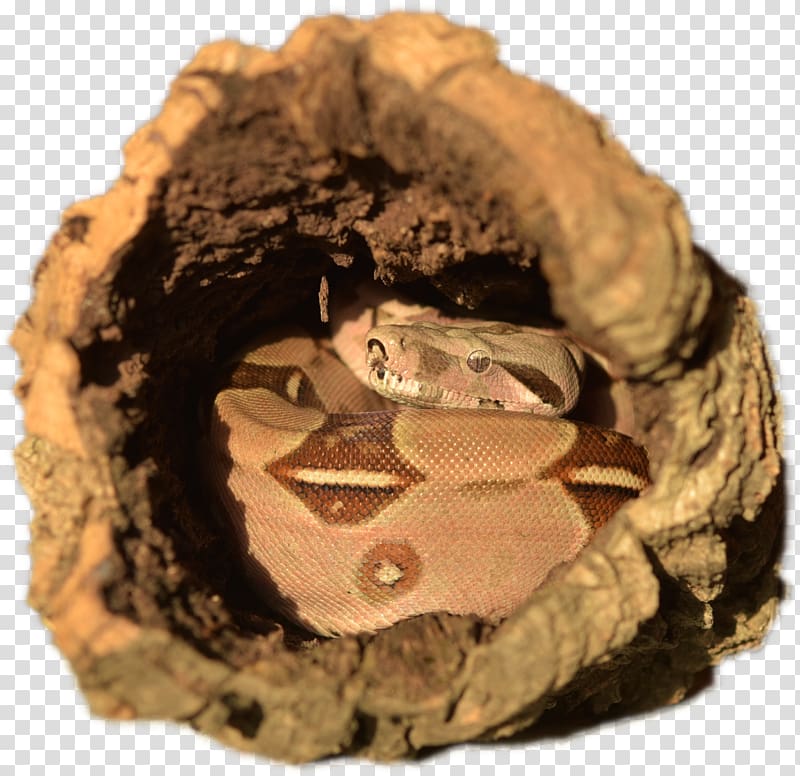 Snake Boa constrictor imperator The Boa Constrictor Constriction Boas, snake transparent background PNG clipart