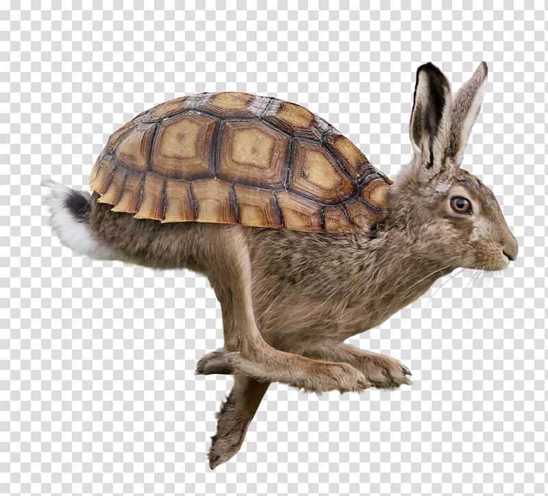 Domestic rabbit Triceratops Torosaurus Horn Tyrannosaurus, tortoise transparent background PNG clipart