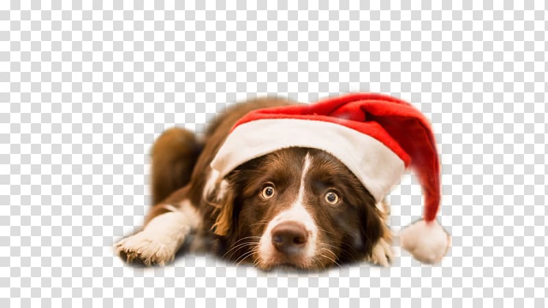 the border collie dog wearing christmas hats transparent background PNG clipart