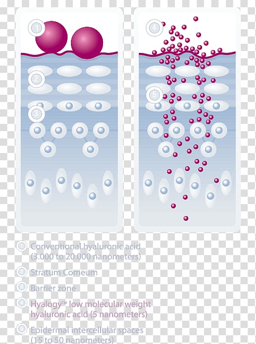 Hyaluronic acid Skin care Amino acid, hyaluronic acid transparent background PNG clipart