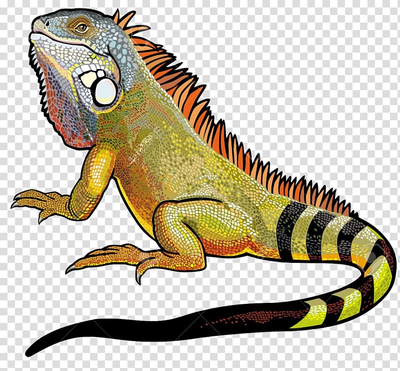 brown bearded dragon painting, Green iguana Lizard , Iguana File transparent background PNG clipart
