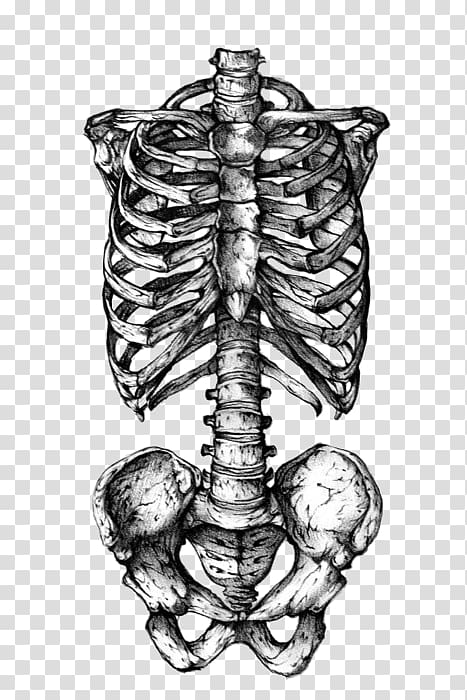 rib cage human skeleton human skull symbolism tattoo flame skull