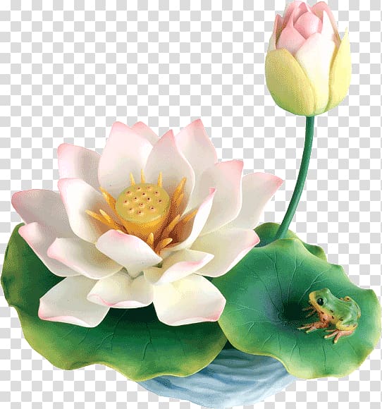 Nelumbo nucifera Flower Nuphar, waterlily transparent background PNG clipart