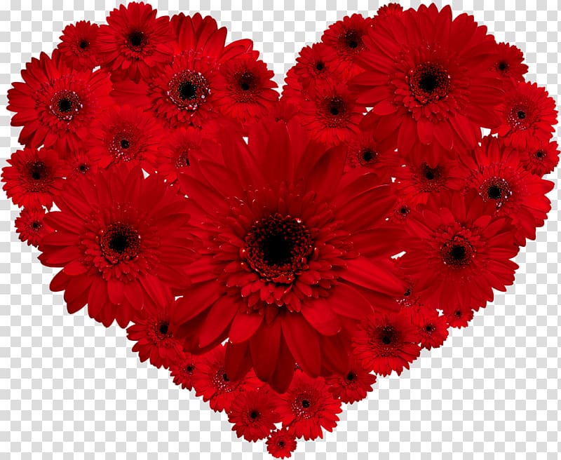 Transvaal daisy Flower Red Heart Valentine\'s Day, pomo transparent background PNG clipart