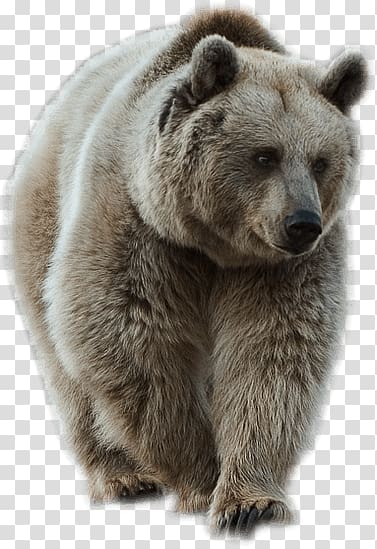 brown grizzly bear, Grey Sideview Bear transparent background PNG clipart