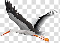 Stork transparent background PNG clipart