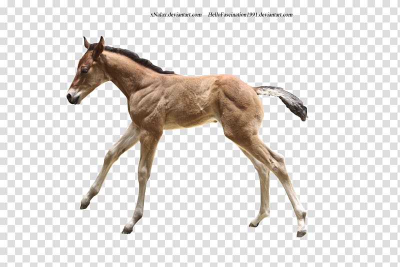 Foal Colt Mare Stallion Mustang, donkey transparent background PNG clipart