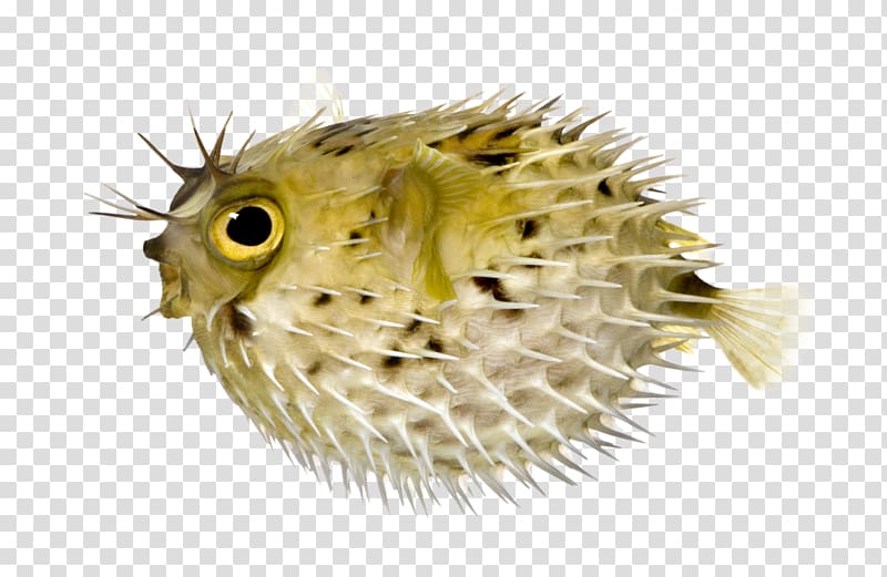 Pufferfish Fugu Long-spine porcupinefish Lionhead Spot-fin porcupinefish, fish transparent background PNG clipart