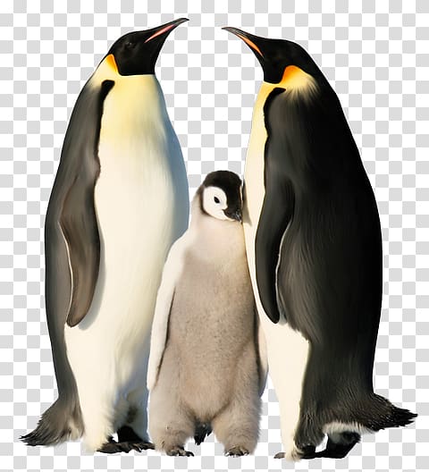 The Emperor Penguin Antarctica, Penguin transparent background PNG clipart
