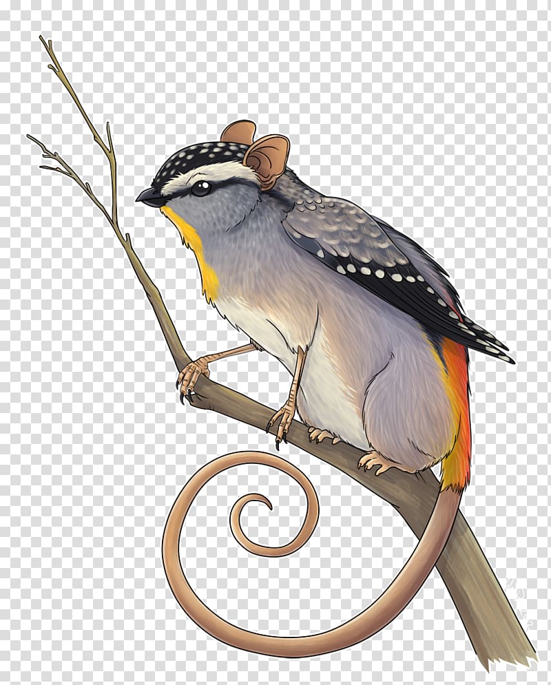 Bird Beak Honey possum Spotted pardalote Pardalotidae, Bird transparent background PNG clipart