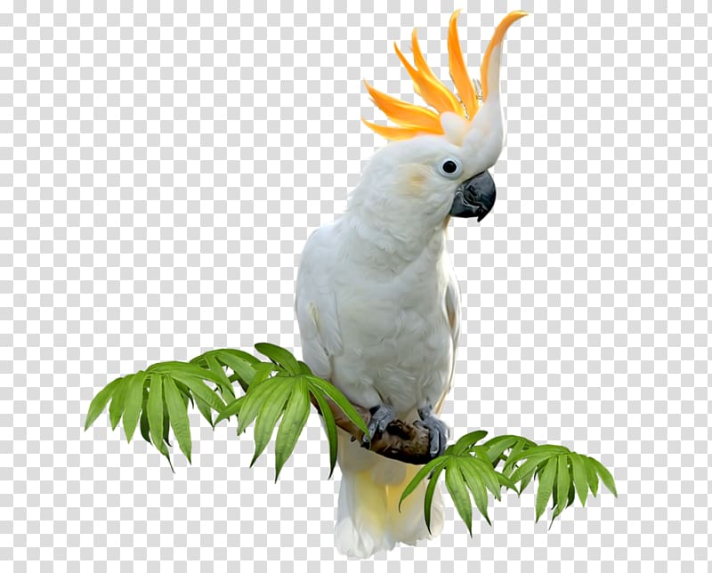 white parrot perching on tree branch, Sulphur-crested cockatoo Budgerigar Bird Amazon parrot Parakeet, Bird transparent background PNG clipart