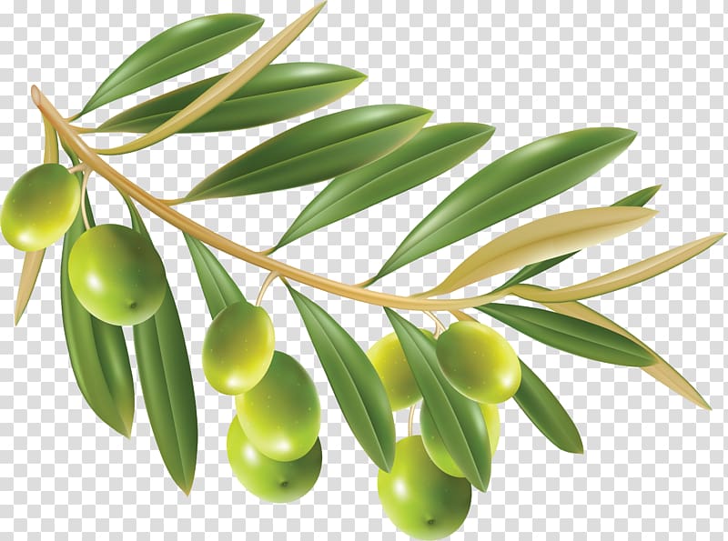 green fruits illustration, Olive oil Olive leaf , olive wreath transparent background PNG clipart