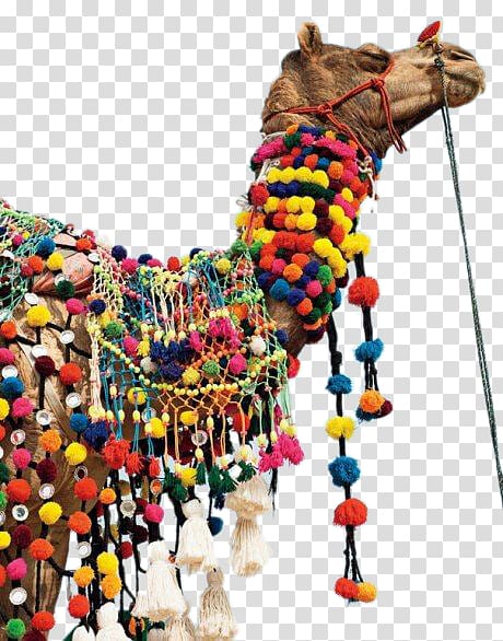 brown camel with tassels, Dromedary Bactrian camel Pushkar Fair SUJxc1N Rajmahal Palace Rajasthan, camel transparent background PNG clipart