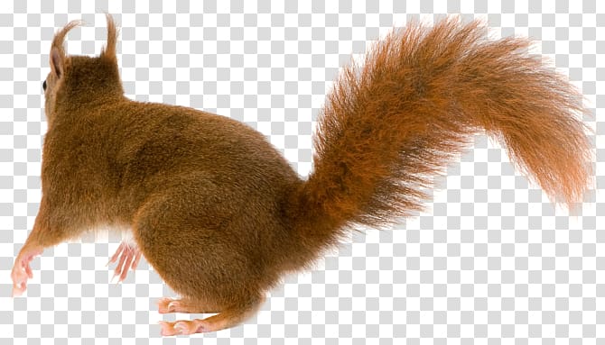 Squirrel transparent background PNG clipart