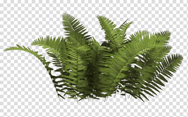 green fern plants, Ferns Bush transparent background PNG clipart
