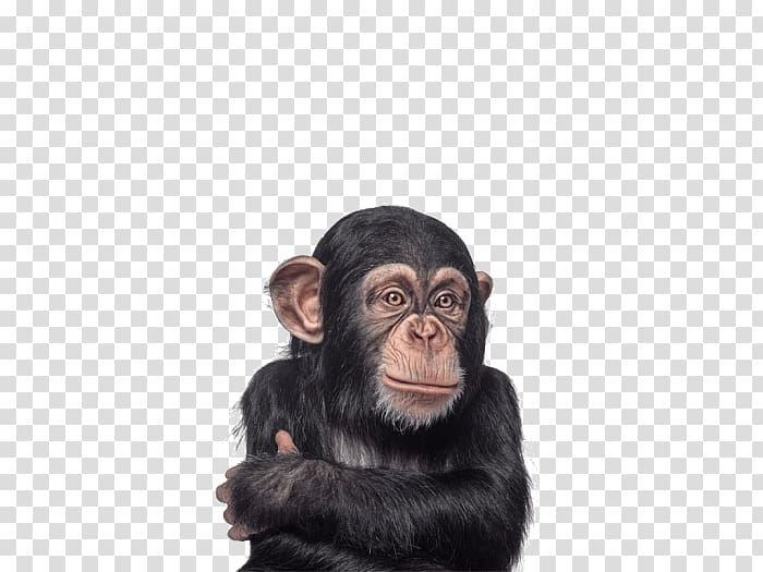 Baby Chimpanzee Gorilla Primate Monkey, gorilla transparent background PNG clipart