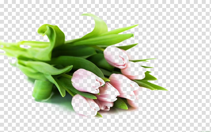 Flower bouquet Tulip White , Bouquet of pink tulips transparent background PNG clipart