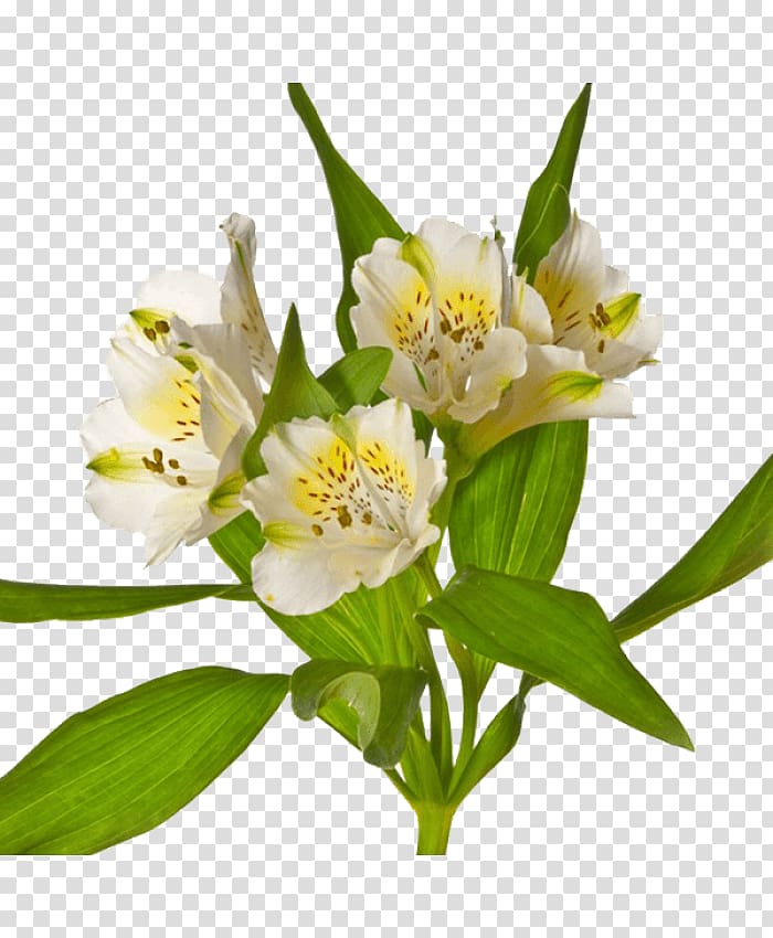 Lily of the Incas Herbaceous plant, alstromeria transparent background PNG clipart