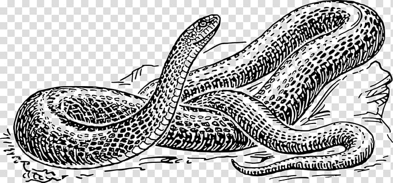 Snake Reptile Drawing Black and white , Hand-painted snake simulation transparent background PNG clipart