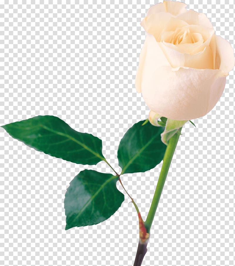 white rose flower in bloom, Rose Flower White, White Rose Flower White Rose transparent background PNG clipart