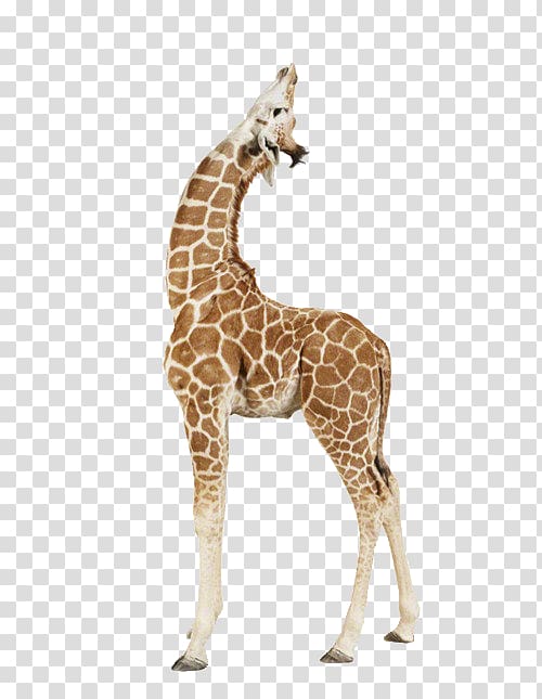 Baby Giraffes Taronga Zoo Sydney Infant Animal, giraffe transparent background PNG clipart