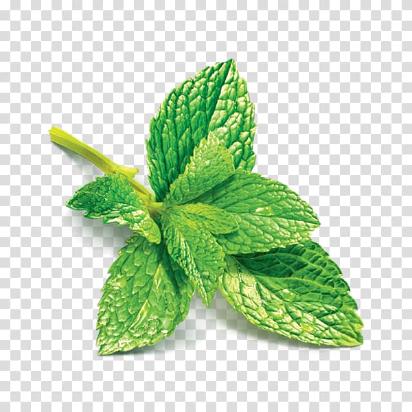 green mentha plant , Mint julep Peppermint Juice Mentha spicata Munro Campagna, pepermint transparent background PNG clipart