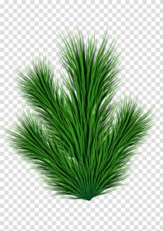 Fir Pinus contorta Leaf , pine cone transparent background PNG clipart