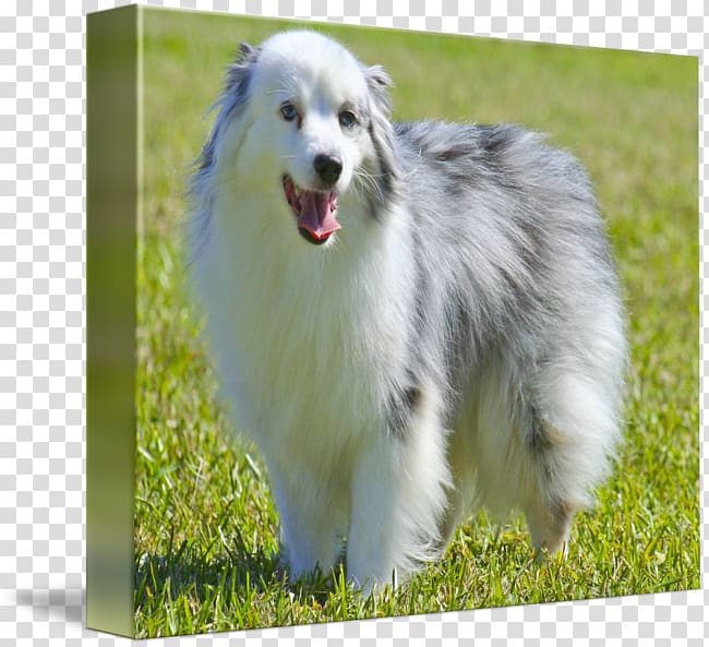 Dog breed Shetland Sheepdog Border Collie Scotch Collie Rough Collie, others transparent background PNG clipart