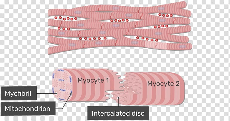 Intercalated disc Cardiac muscle Gap junction Muscle tissue Anatomy, Muscle tissue transparent background PNG clipart