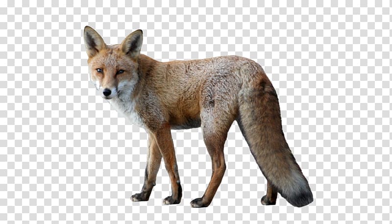 Red fox Arctic fox, Wild fox transparent background PNG clipart