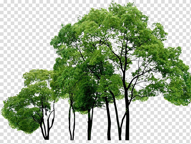 dense woods transparent background PNG clipart