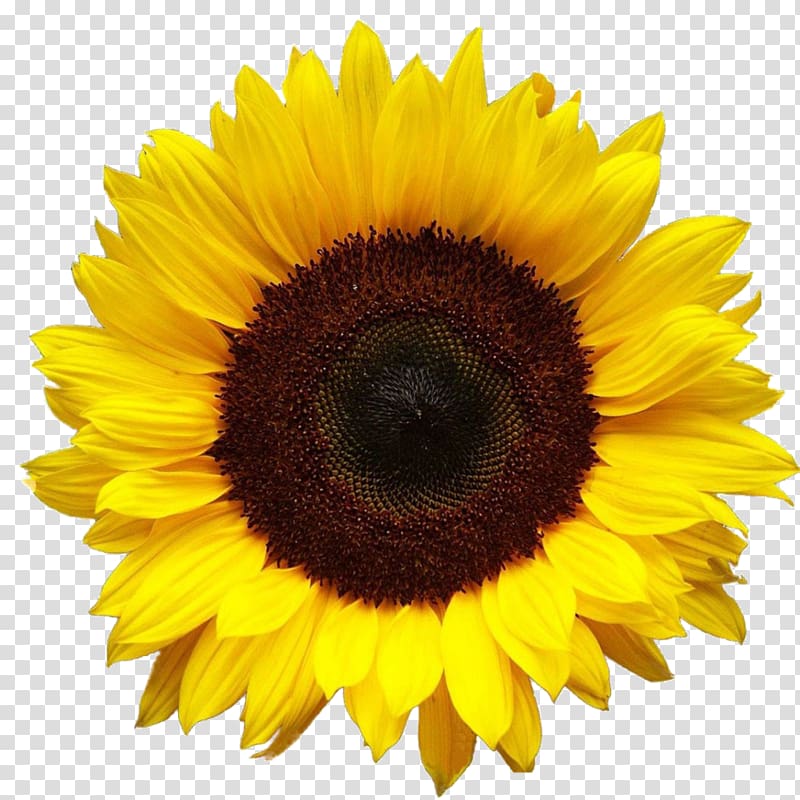 Common sunflower Desktop , flowers oil transparent background PNG clipart