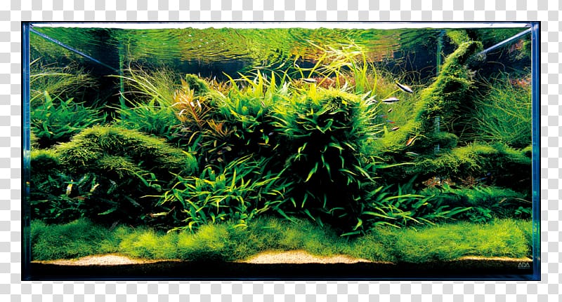 Aquariums Siamese fighting fish Aquascaping Nature, Aquarium transparent background PNG clipart