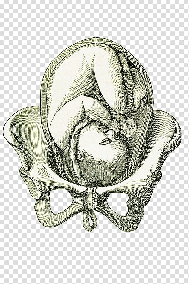 Uterus Fetus Pelvis Pregnancy, Hand painted illustration pelvic joint for pregnant women transparent background PNG clipart