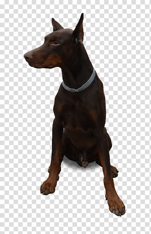 Dobermann Boxer Miniature Pinscher Manchester Terrier German Pinscher, pets transparent background PNG clipart