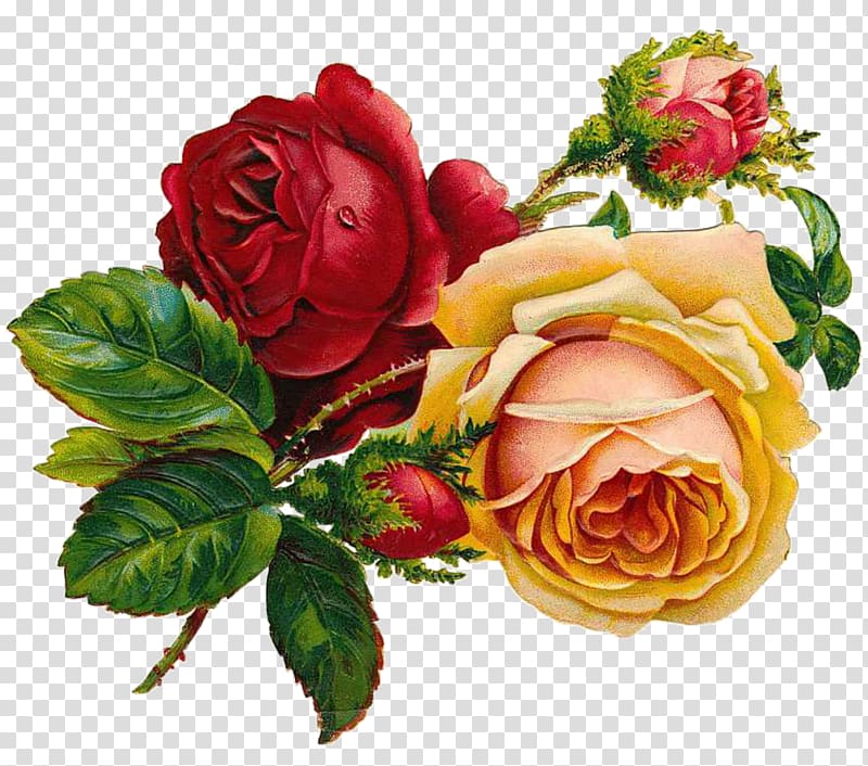 Drawing Rose Flower Art Sketch, artwork transparent background PNG clipart