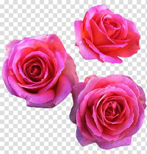 Fragrant Roses Shrub Roses Starting a Rose Garden, Flower Plants transparent background PNG clipart