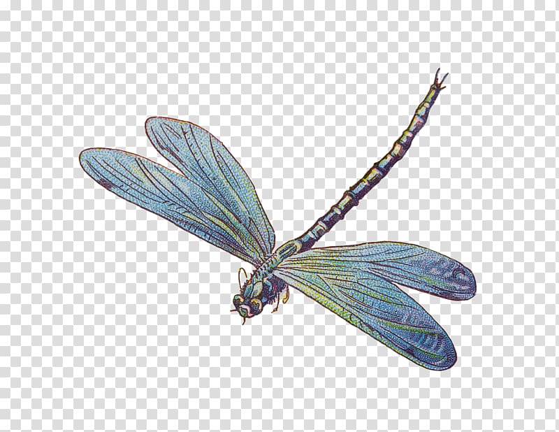 blue and brown dragonfly illustration, Dragonfly Business Cards Visiting card Logo Carte de visite, dragonfly transparent background PNG clipart