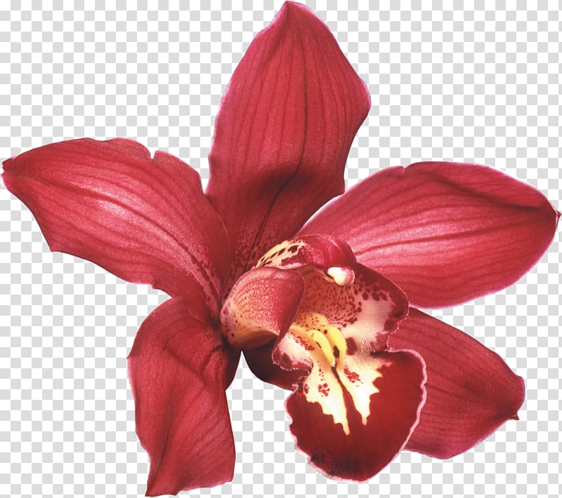 Orchids Flower Desktop White Rose, orchid transparent background PNG clipart