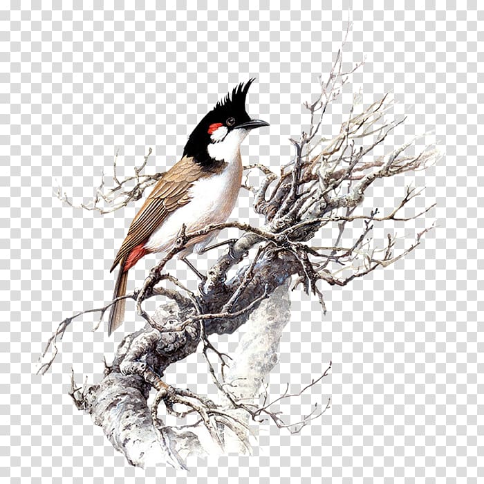 Winter birds transparent background PNG clipart