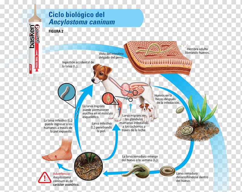 Ancylostoma caninum Biological life cycle Dipylidium caninum Hookworm infection Biology, dog and cat transparent background PNG clipart