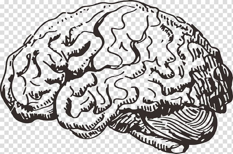human brain illustration, Human brain Information, brain transparent background PNG clipart