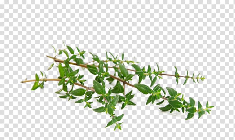 Garden Thyme Herb Oil Leaf, oil transparent background PNG clipart