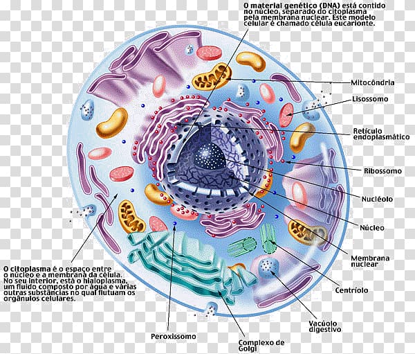 Cell Cèl·lula eucariota Ribosome Eukaryote Cèl·lula animal, diafragma transparent background PNG clipart
